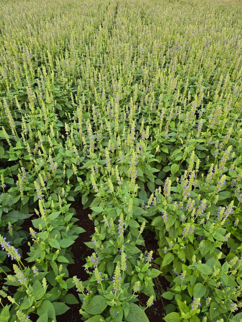 Lavoura de chia em floração — fileiras da plantação