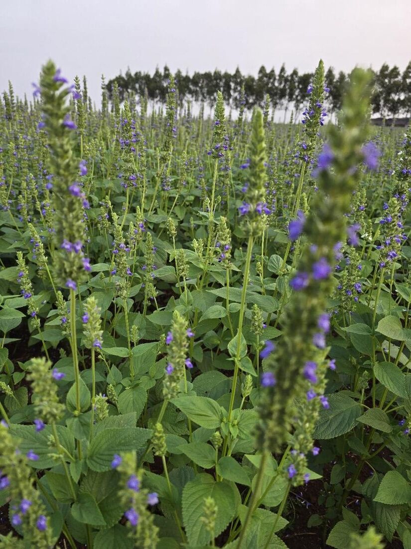 Campo de chia em floração com cortina de árvores ao fundo